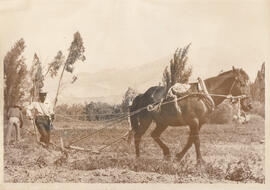 Campesino, 1973